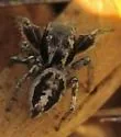 Habronattus mexicanus - photo 2