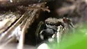 Habronattus mexicanus - photo 3