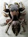 Habronattus mexicanus - photo 4