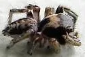Habronattus mexicanus - photo 5