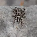 Habronattus moratus