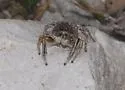 Habronattus moratus - photo 2