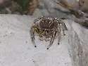 Habronattus moratus - photo 3