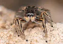 Habronattus moratus - photo 4