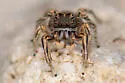 Habronattus moratus - photo 5