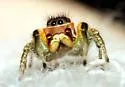 Habronattus mustaciata
