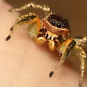 Habronattus mustaciata - photo 2