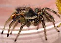 Habronattus mustaciata - photo 3