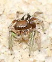 Eyebrowed Jumper