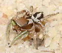 Eyebrowed Jumper - photo 2