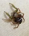 Eyebrowed Jumper - photo 4
