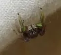 Eyebrowed Jumper - photo 5
