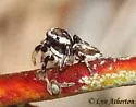 Ocala Jumper - Habronattus ocala
