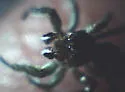 Habronattus ophrys - photo 2