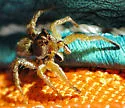 Habronattus ophrys - photo 4