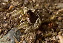Habronattus ophrys - photo 5