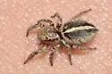 Habronattus orbus