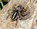 Habronattus orbus - photo 2