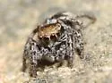 Habronattus orbus - photo 3