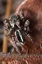 Habronattus orbus - photo 4