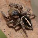 Habronattus orbus - photo 5