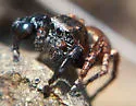 Habronattus oregonensis