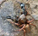 Habronattus oregonensis - photo 2