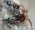 Habronattus oregonensis - photo 3
