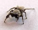 Habronattus oregonensis - photo 4