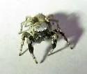 Habronattus oregonensis - photo 5
