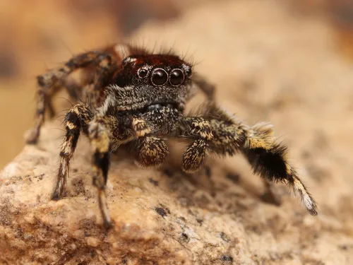 Habronattus peckhami