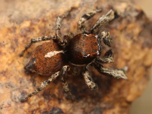 Habronattus peckhami - photo 3