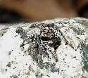 Habronattus pugillis