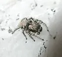 Habronattus pugillis - photo 2