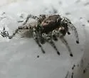 Habronattus pugillis - photo 3