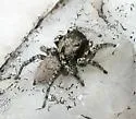 Habronattus pugillis - photo 4