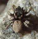 Habronattus pugillis - photo 5