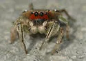 Habronattus pyrrithrix