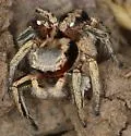 Habronattus pyrrithrix - photo 2