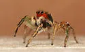 Habronattus pyrrithrix - photo 3