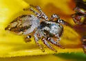 Habronattus pyrrithrix - photo 4