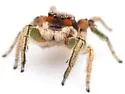 Habronattus pyrrithrix - photo 5