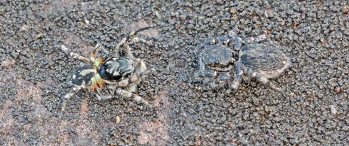 Habronattus sabulosus - photo 2
