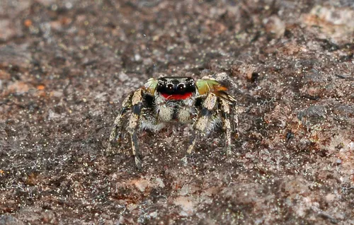 Habronattus sabulosus - photo 3