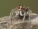 Habronattus sansoni - photo 2
