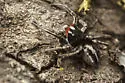 Habronattus sansoni - photo 3