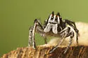 Habronattus sansoni - photo 4