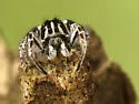 Habronattus sansoni - photo 5