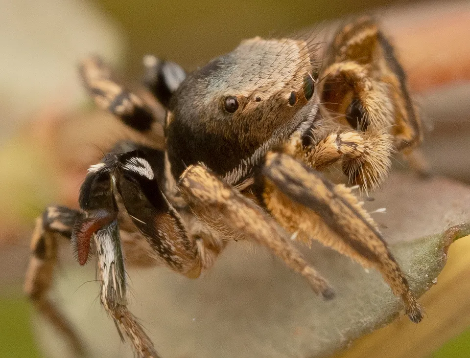 Habronattus schlingeri - photo 2