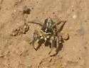 Habronattus tarsalis